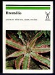 Bromélie