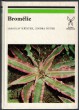 Bromélie